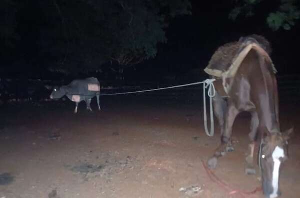 “Industria del abigeato” en Yuty: Ganaderos exigen acción ante ola delictiva que no da tregua - Nacionales - ABC Color