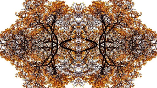 Mi Bosque, exposición de Víctor Beckelmann se abre en BGN/Arte