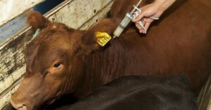 Senacsa finalizó vacunación antiaftosa de 12.800.000 animales