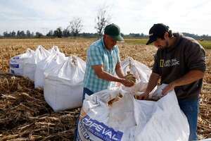 Chile: desarrollan nuevo tipo de arroz resistente a la sequía y climas extremos - Ciencia - ABC Color