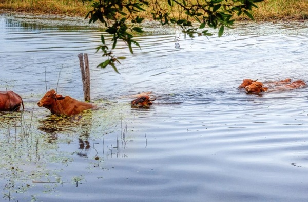 Los ganaderos del Chaco en alerta por pérdidas ante las intensas lluvias