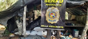 Senad elimina más de 80 toneladas de droga en Canindeyú y Amambay - .::Agencia IP::.
