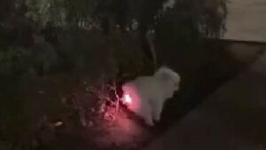 ¡Firuláis LED!: Perro tragó un juguete y parecía arbolito de Navidad