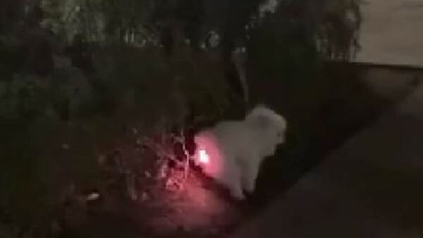 ¡Firuláis LED!: Perro tragó un juguete y parecía arbolito de Navidad