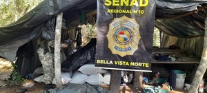 Senad elimina más de 80 toneladas de marihuana en Canindeyú y Amambay - ADN Digital