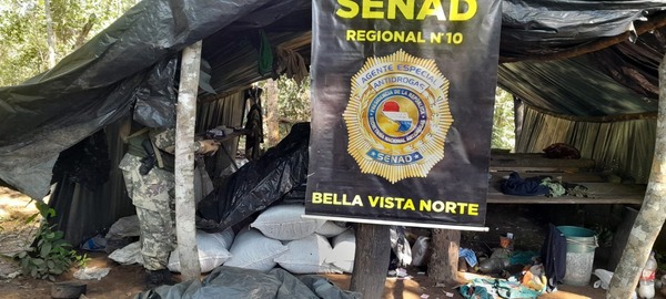 Senad elimina más de 80 toneladas de marihuana en Canindeyú y Amambay - ADN Digital