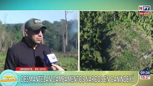 Desmantelan campamentos y cultivos de marihuana que serían de alias “Macho” en la Reserva Mbaracayú