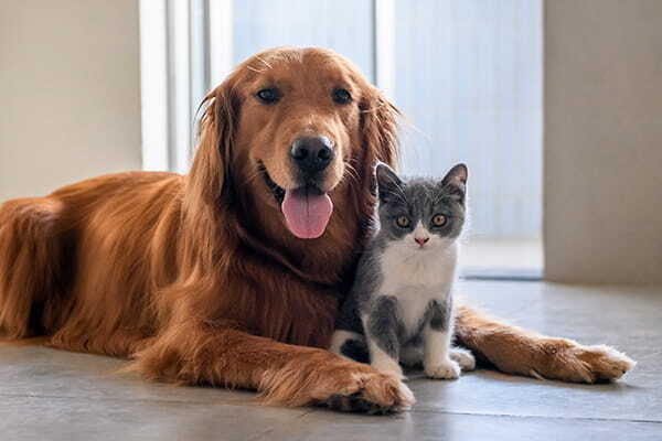 Lambaré organiza jornada gratuita de vacunación para mascotas