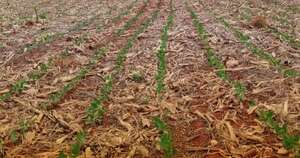 La Nación / Pronostican lluvias escasas a nulas y temperaturas bajas para cultivos agrícolas