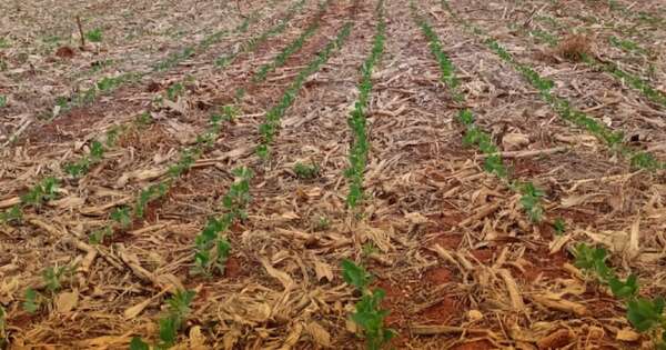 La Nación / Pronostican lluvias escasas a nulas y temperaturas bajas para cultivos agrícolas