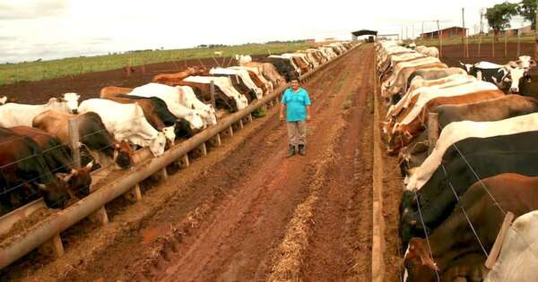 La Nación / ARP: alrededor de 50.000 animales menos se faenan