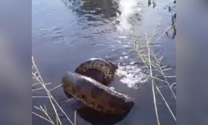 (VIDEO)Kuriju se tragó a un perrito y sus dueños solo pudieron filmar