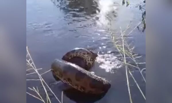 (VIDEO)Kuriju se tragó a un perrito y sus dueños solo pudieron filmar