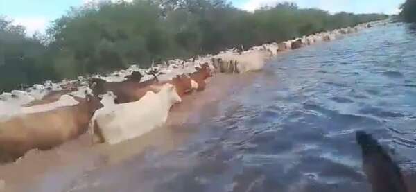 Habrá flexibilidad con ganaderos del Alto Paraguay tras anuncio de segundo periodo de vacunación animal - Noticias del Chaco - ABC Color