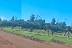 [VIDEO] ¿Los árboles caminan? Subes imágenes claves que revelarían el gran misterio