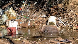 Retiran más de 500 toneladas de basura en populoso barrio esteño