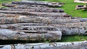 Paraguay obtuvo un nuevo récord de exportación forestal
