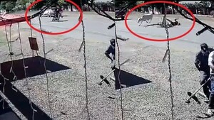 Así chocó una vaca a un motociclista en plena ruta