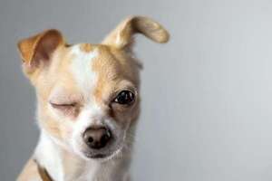 Razas de perros que envejecen mejor: cuáles tienen menos riesgo de enfermedades crónicas - Mascotas - ABC Color
