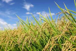 Suben los precios globales de los alimentos: tres son los rubros más afectados - Mundo - ABC Color