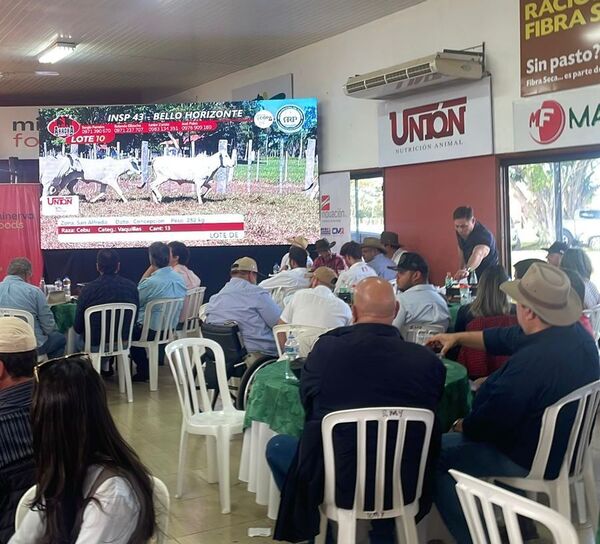 Hoy viernes, Arroba Remates vende más de 1.300 vacunos de invernada por pantalla