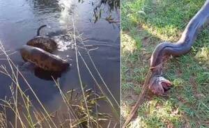 Tremendo guyryry en torno a una kuriju: se cree que liquidó a varios perritos y la capturaron
