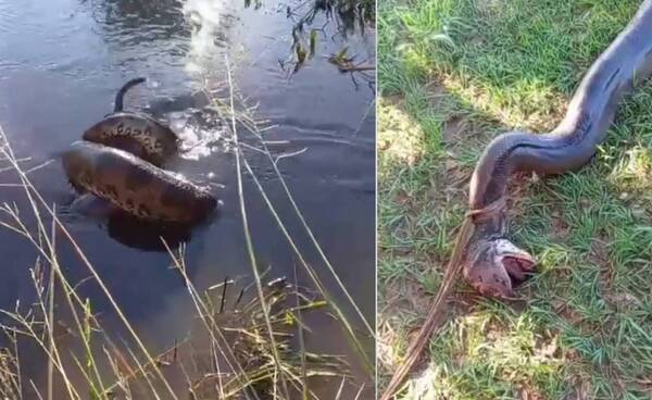 Tremendo guyryry en torno a una kuriju: se cree que liquidó a varios perritos y la capturaron