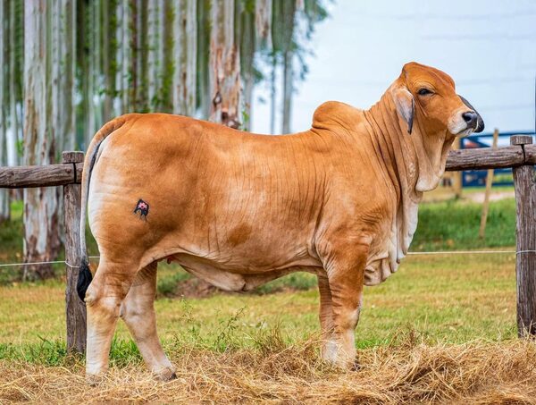 Expo Neuland | Zafra de toros, crecimiento del Brahman y producción chaqueña