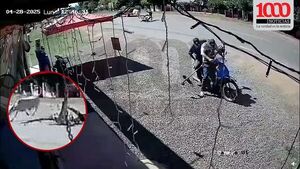 Una vaca chocó a motociclista en Caazapá - 1000 Noticias