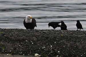 Declive global de aves se podría revertir con teléfonos inteligentes e IA - Ciencia - ABC Color