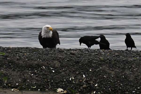 Declive global de aves se podría revertir con teléfonos inteligentes e IA - Ciencia - ABC Color