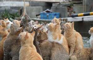 El raro caso de Aoshima, la isla donde hay más gatos que humanos - Mascotas - ABC Color