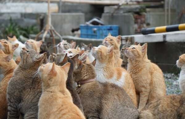 El raro caso de Aoshima, la isla donde hay más gatos que humanos - Mascotas - ABC Color