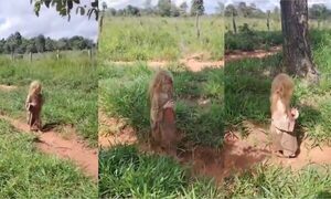(VIDEO) ¡Miedazo! ¿Grabaron al Jasy Jateré en pleno recorrido?