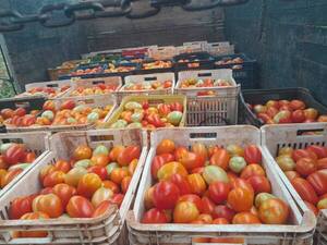 Hambre Cero genera empleo, dinamiza economías locales y fortalece la agricultura familiar - El Trueno