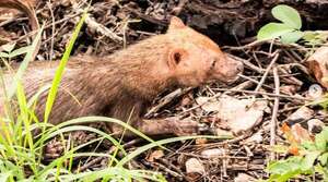 Confirman presencia de jagua yvyguy en el Parque Nacional Serranía San Luis - Nacionales - ABC Color