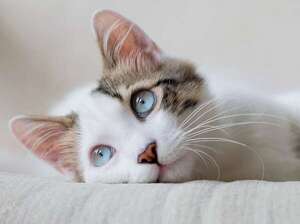 ¿Sabías que los gatos también pueden sufrir depresión? Así podés detectarla - Mascotas - ABC Color