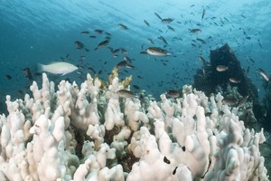 El estrés térmico ha puesto en crisis al 84% de los arrecifes de coral del mundo | Internacionales | 5Días