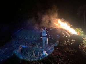 Desmantelan centro de acopio de marihuana en Pedro Juan - 1000 Noticias