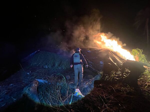 Desmantelan centro de acopio de marihuana en Pedro Juan - 1000 Noticias