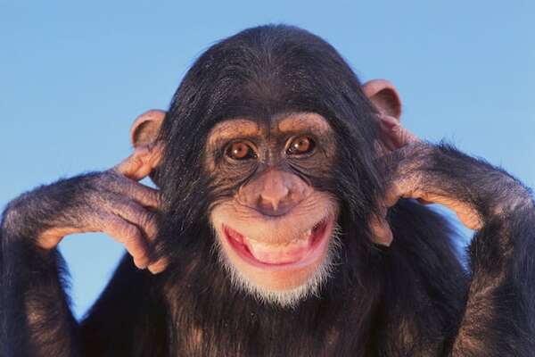 ¿Los chimpancés recuerdan mejor que los humanos? La respuesta está en la evolución - Ciencia - ABC Color