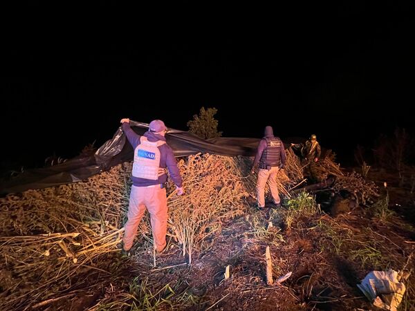 Desmantelan centro de acopio y procesamiento con 18 toneladas de marihuana - .::Agencia IP::.