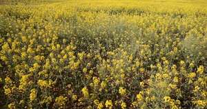 La Nación / Paraguay albergará su primer simposio de canola