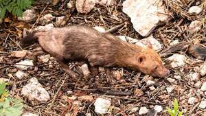 Jagua yvyguy, especie en peligro de extinción, reaparece en Parque Nacional
