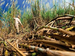 Instalarán mesas de trabajo para buscar solución a los reclamos de cañicultores - Unicanal