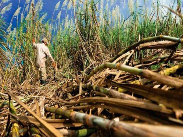 Instalarán mesas de trabajo para buscar solución a los reclamos de cañicultores - Unicanal
