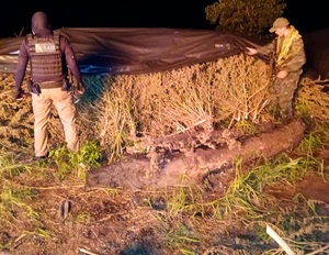 Operativo desmanteló gran centro de drogas en Amambay