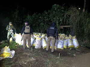 Desmantelan centro de acopio y procesamiento con 18 toneladas de marihuana - ADN Digital