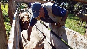 Itapúa: Exitosa campaña de vacunación contra la aftosa
