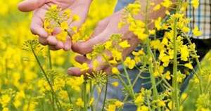 La Nación / Harán simposio sobre canola en Naranjal